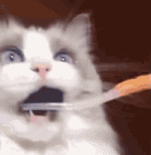 toothbrush cat