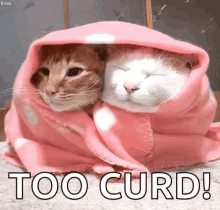 Cats Cuddle GIF - Cats Cuddle Blankets GIFs