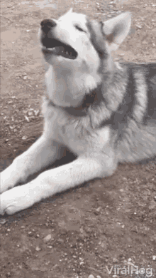 Husky Dog GIF - Husky Dog Doggo GIFs