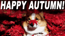 Happy Autumn GIF - Happy Autumn Dog GIFs