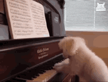 Playing Piano Musician GIF - Playing Piano Musician Talent GIFs