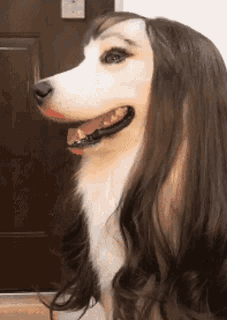 Dog Doggo GIF - Dog Doggo Long Hair GIFs