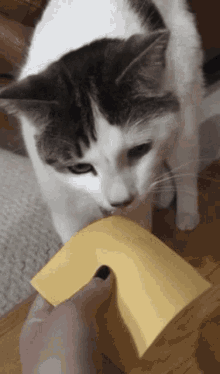 Cheese Tamtheman GIF - Cheese Tamtheman Cat GIFs