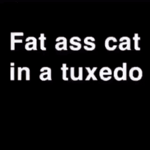Fat Cat GIF - Fat Cat Tuxedo GIFs
