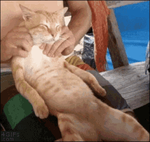 Cat Massage GIF - Cat Massage Relaxing GIFs
