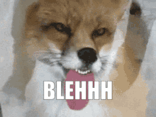 Bleh Bluh GIF - Bleh Bluh Fox GIFs