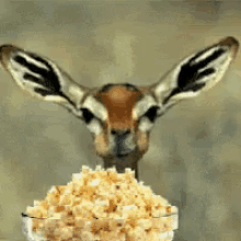 Eat Popcorn GIF - Eat Popcorn Deer GIFs