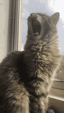 Rusalka Yawn GIF - Rusalka Yawn Cat GIFs