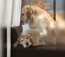 dogs massage