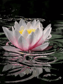 Lotus In Rain Rain Lotus GIF - Lotus In Rain Rain Lotus Pink Lotus GIFs