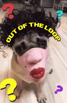 out of the loop funny animals pugs dogs masks
