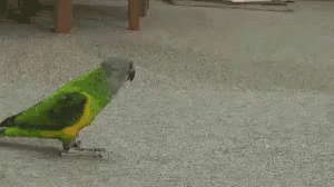 parrot-play-dead.gif