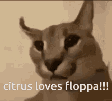 Citrus Loves Floppa Floppa GIF - Citrus Loves Floppa Floppa GIFs