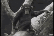 Insomnia Chimpanzee GIF - Insomnia Chimpanzee GIFs
