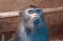 Not Amused Serious GIF - Not Amused Serious Monkey GIFs