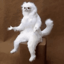 Confused White Persian Guardian GIF - Confused White Persian Guardian Why GIFs