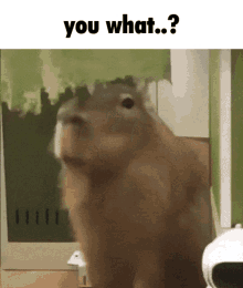 You What Capybara GIF - You What Capybara Meme GIFs