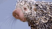 Kintisheff Porcupine GIF - Kintisheff Porcupine Chewing GIFs
