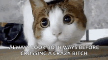 Cat Curious GIF - Cat Curious Back And Forth GIFs