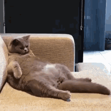 Cat Catching GIF - Cat Catching Jumping Up GIFs