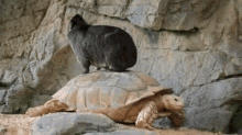 You'Re Going The Wrong Way! GIF - Funny Animals Cute Animals Animal Friends GIFs