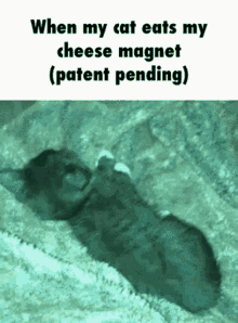 Cat Cta GIF - Cat Cta Cheese GIFs