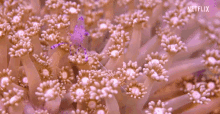 Schrimp Coral GIF - Schrimp Coral Reef GIFs