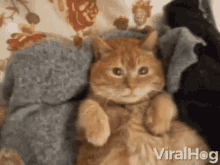Holdme Cat GIF - Holdme Cat Hug GIFs