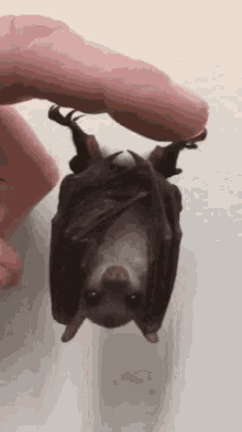 Baby Bat GIF - Baby Bat Upside Down GIFs