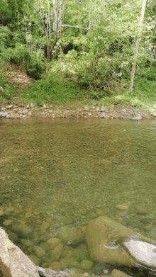 Nature Mother Earth GIF - Nature Mother Earth Stream GIFs