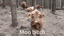 Moo Cows GIF - Moo Cows Cow GIFs