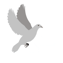 fly bird