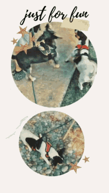 Puppies Dogs GIF - Puppies Dogs Play GIFs