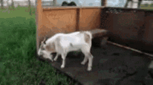 Goat Play Dead GIF - Goat Play Dead Jump GIFs
