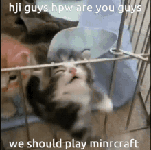 Cat Minecraft GIF - Cat Minecraft Discord GIFs