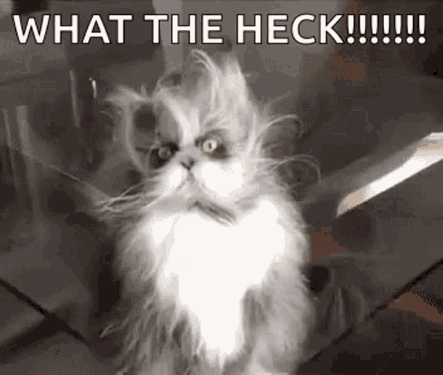 Cat Bed Hair GIF - Cat Bed Hair After Nap GIFs