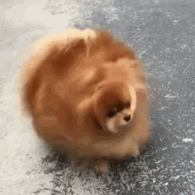 fur furry cute dog animal