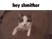 Shmither Cat Hug GIF - Shmither Cat Hug GIFs