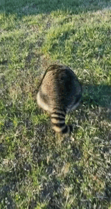 Raccoon Rolling GIF - Raccoon Rolling GIFs