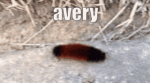 avery worm funny