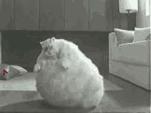 fat obese white cat pet