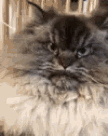 Angry Cat Funny Animals GIF - Angry Cat Angry Cat GIFs