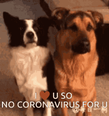 I Love You No Coronavirus For You GIF - I Love You No Coronavirus For You Hug GIFs