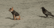 Raven Dog GIF - Raven Dog Chihuahua GIFs