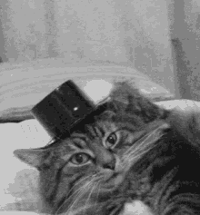 Cat Hat Off GIF - Cat Hat Off Congrats GIFs