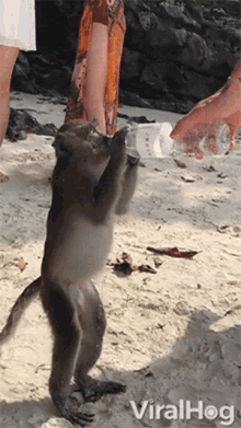 Thirsty Viralhog GIF - Thirsty Viralhog Drinking Water GIFs