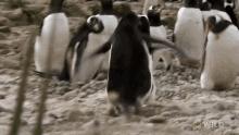 Get Lost World Penguin Day GIF - Get Lost World Penguin Day Predator In Paradise GIFs