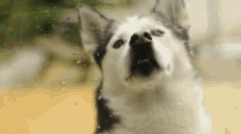 Yes, This Is Dog GIF - Hello This Is Dog Silly GIFs