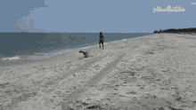 Running The Pet Collective GIF - Running The Pet Collective Dog GIFs
