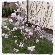 flower magnolia blossom spring